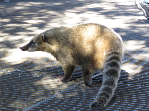 coati