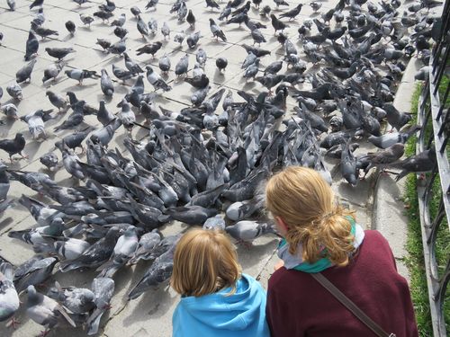 pigeons