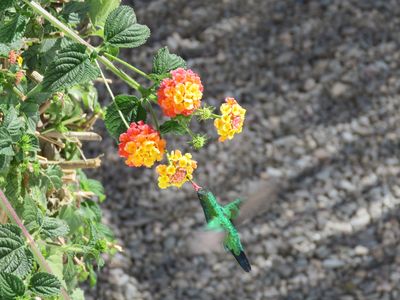 colibri