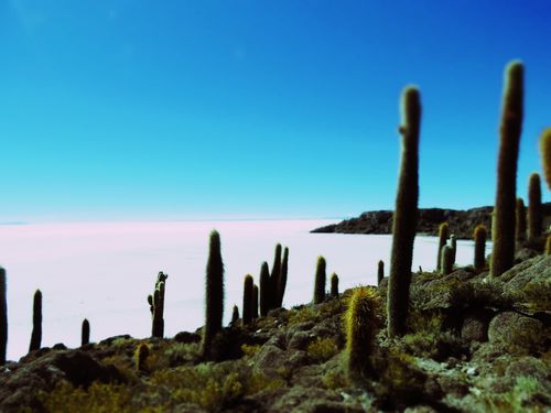 Salar3