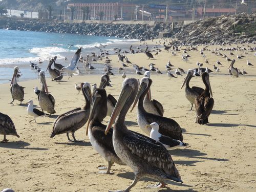 Littoral vers Vina 24