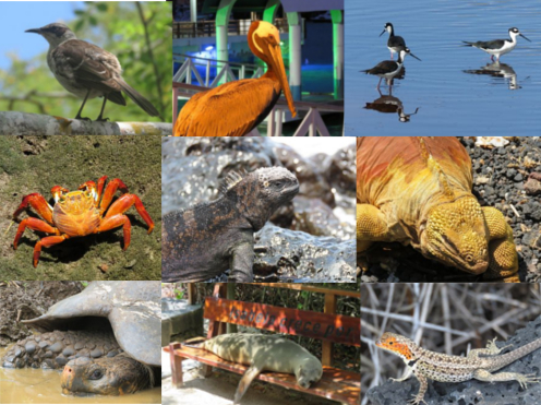 animaux