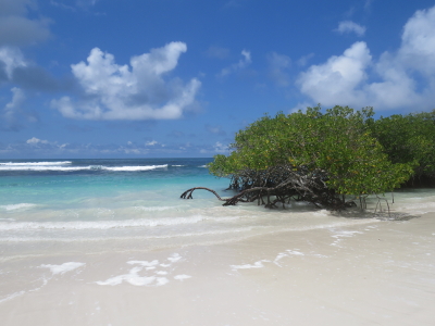 tortuga bay