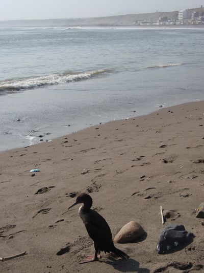 plage cormoran